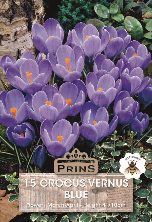 Crocus 'Blue' WPC Prins Quality Spring Bulbs Pack 15