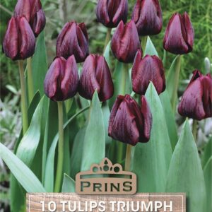 Pack 10 Triumph Tulip Bulbs 'Ronaldo' WPC Prins Spring Garden Bulbs