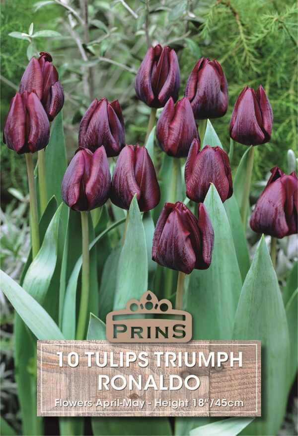 Pack 10 Triumph Tulip Bulbs 'Ronaldo' WPC Prins Spring Garden Bulbs