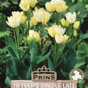 Pack x10 Tulip Bulbs 'Candy Club' Spring Flowering Garden Bulbs