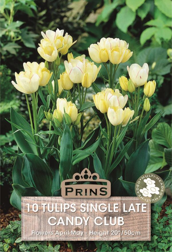 Pack x10 Tulip Bulbs 'Candy Club' Spring Flowering Garden Bulbs