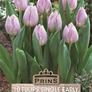 Pack x10 Tulip Bulbs 'Candy Prince' Spring Flowering Bulbs