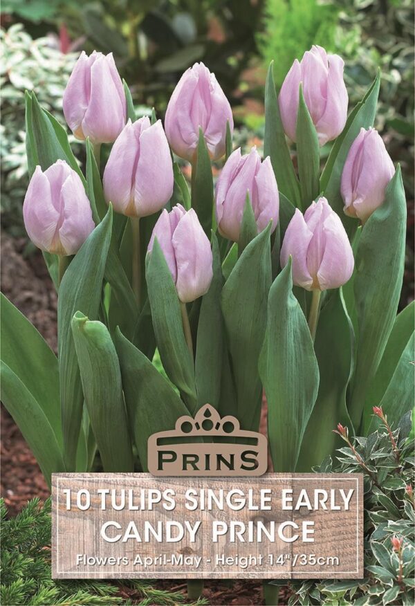 Pack x10 Tulip Bulbs 'Candy Prince' Spring Flowering Bulbs