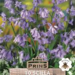 Pack 10 Bluebell Non-Scriptus English Bluebells Garden Bulbs WPC Prins Quality