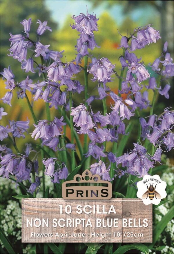 Pack 10 Bluebell Non-Scriptus English Bluebells Garden Bulbs WPC Prins Quality