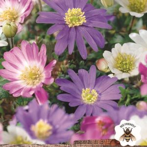 Anemone Blanda Mixed Top Quality Spring Flowering Bulbs Pack x20