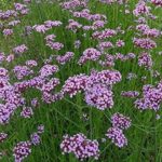 Verbena 'Bonariensis' Perennial Flowering Hardy Plug Plants Pack x6