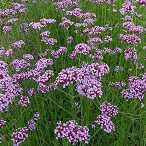 Verbena 'Bonariensis' Perennial Flowering Hardy Plug Plants Pack x6