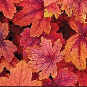 Heuchera Heucherella 'Sweet Tea' Perennial Large Garden Plug Plants Pack x6