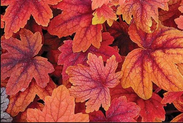 Heuchera Heucherella 'Sweet Tea' Perennial Large Garden Plug Plants Pack x6