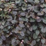 Ajuga Reptans ‘Braun Hertz' Perennial Garden Plug Plants Pack x6