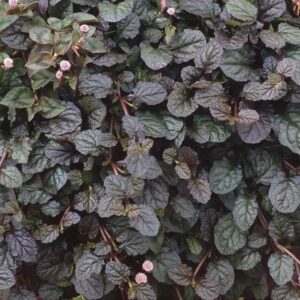 Ajuga Reptans ‘Braun Hertz' Perennial Garden Plug Plants Pack x6