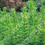 Bells Of Ireland Garden Molucella Laevis Quality Kings Flower Seeds