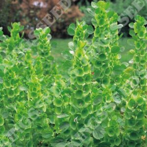 Bells Of Ireland Garden Molucella Laevis Quality Kings Flower Seeds