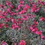 Erysimum 'Red Jep' Perennial Wallflower Plug Plants Pack x6