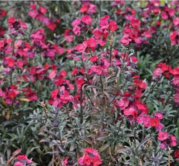 Erysimum 'Red Jep' Perennial Wallflower Plug Plants Pack x6