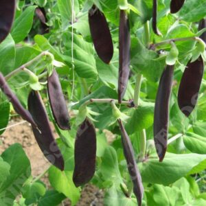 Pea Shiraz (Mangetout) Quality Kings Seeds Vegetable Pack