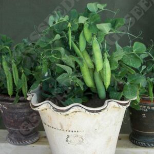 Pea Half Pint (First Early) Quality Kings Seeds Vegetable Pack