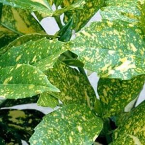 Acuba Japonica Variegata Perennial Garden Shrub XXL Plug Plants Pack X3