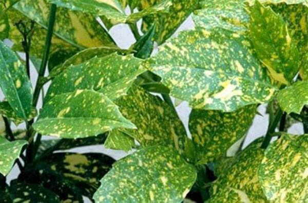 Acuba Japonica Variegata Perennial Garden Shrub XXL Plug Plants Pack X3