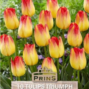 Tulip Bulb Triumph ‘Suncatcher’ Pack x10 Bulbs