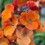 Erysimum 'Spring Breeze Copper' Perennial Wallflower Plug Plants Pack x6
