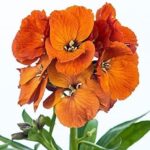 Erysimum 'Spring Breeze Copper' Perennial Wallflower Plug Plants Pack x6