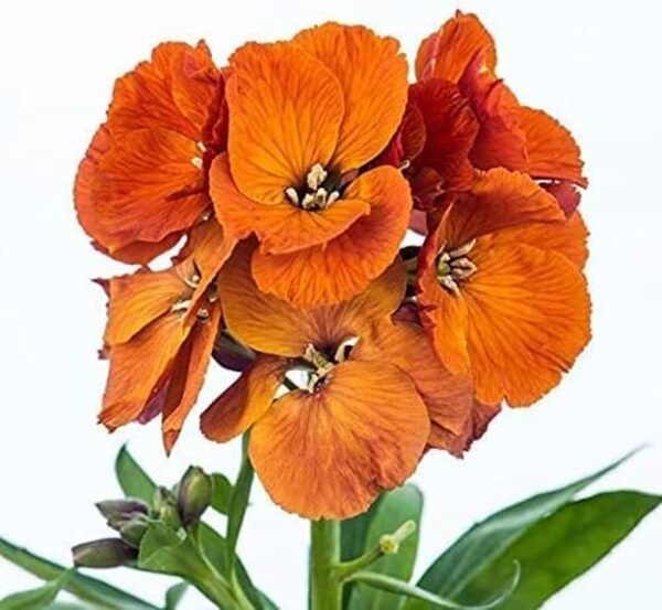 Erysimum 'Spring Breeze Copper' Perennial Wallflower Plug Plants Pack x6