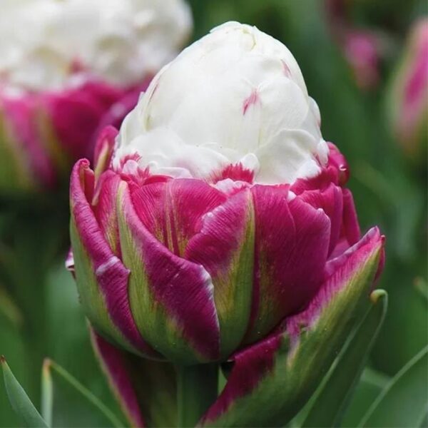 Tulip / Tulipa Special Variety 'Ice Cream' Pack x7 Bulbs