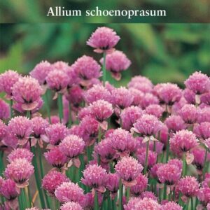 Chives Seed Garden Herb Seeds