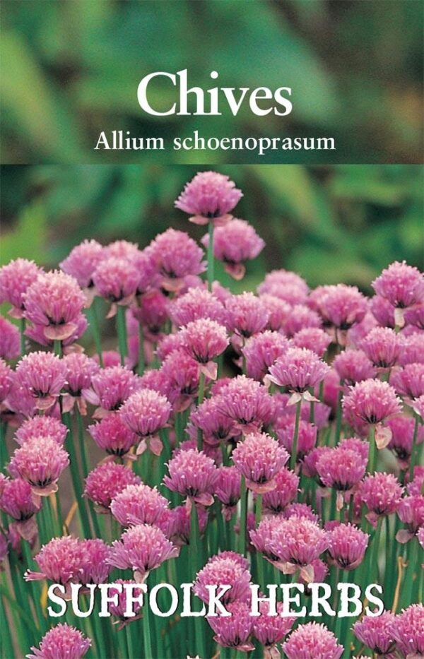 Chives Seed Garden Herb Seeds