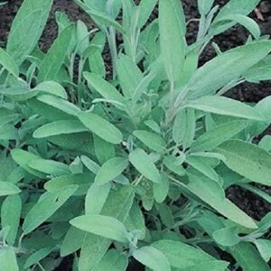 Salvia Fortado (Green Sage) Herb XXL Supersize Plug Plants Pack x3