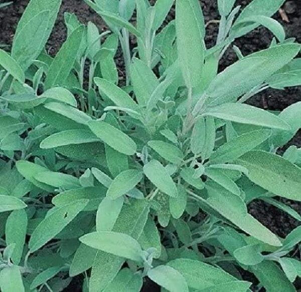Salvia Fortado (Green Sage) Herb XXL Supersize Plug Plants Pack x3