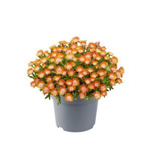 Delosperma Suntropic™ Orange Plug Plants Pack x6