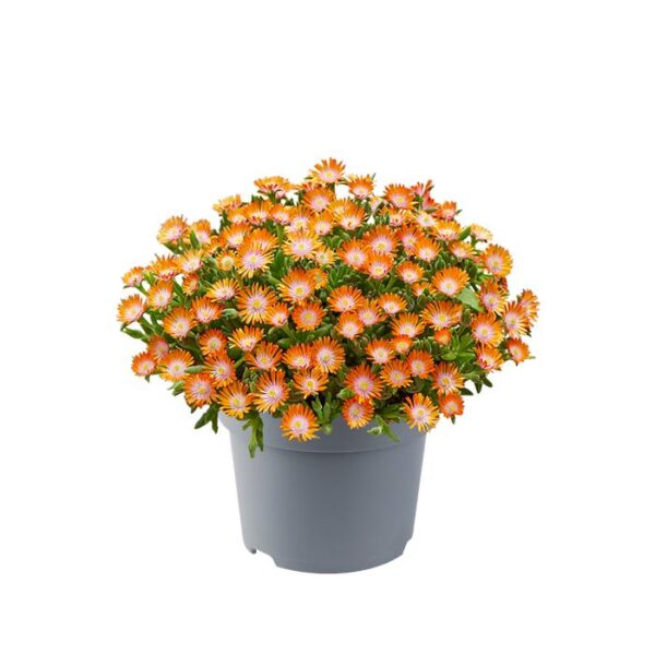 Delosperma Suntropic™ Orange Plug Plants Pack x6