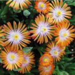 Delosperma Suntropic™ Orange Plug Plants Pack x6