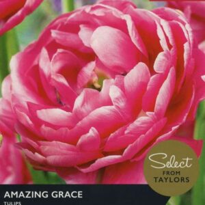 Tulip 'Amazing Grace' Pack x6 Bulbs Taylors Bulbs