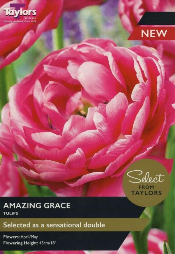 Tulip 'Amazing Grace' Pack x8 Bulbs Taylors Bulbs