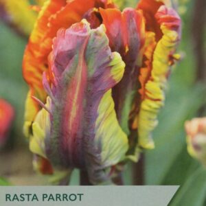 Tulip Bulb Rasta Parrot Taylors Bulbs Pack x5