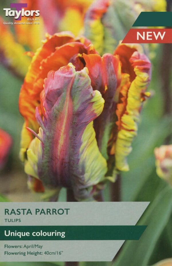 Tulip Bulb Rasta Parrot Taylors Bulbs Pack x5