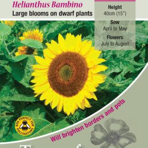 Sunflower Dwarf 'Bambino' Pack King's Quality Flower Seeds