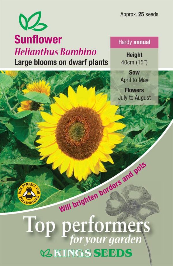 Sunflower Dwarf 'Bambino' Pack King's Quality Flower Seeds