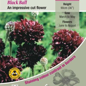 Cornflower 'Black Ball' Kings Quality Pack Flower Seeds