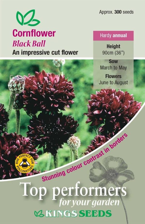 Cornflower 'Black Ball' Kings Quality Pack Flower Seeds