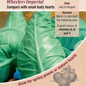 Cabbage 'Wheelers Imperial' Pack Kings Seed