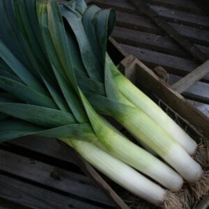 Leek Below Zero F1 Pack Kings's Vegetable Seeds
