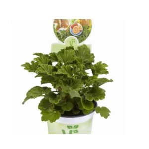 Geranium Scented Grandeur Odorata Orange® Supersize XXL Plug Plants Pack x3
