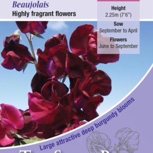 Sweet Pea 'Beaujolais' Kings Quality Pack Flower Seeds