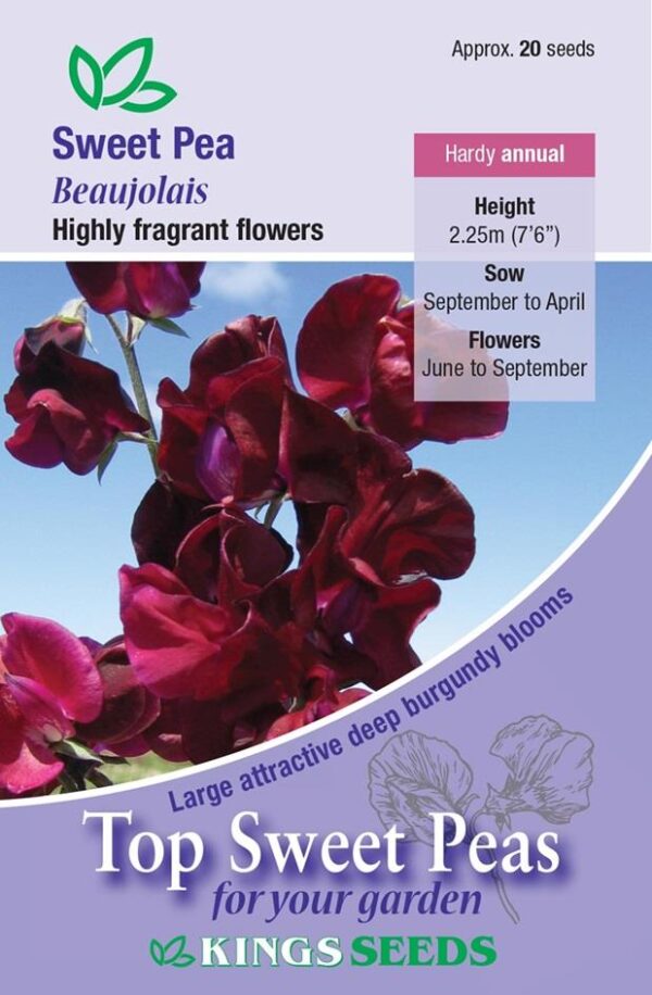 Sweet Pea 'Beaujolais' Kings Quality Pack Flower Seeds