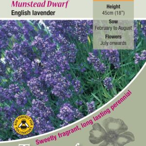 Lavender Munstead Pack King's Quality Seeds